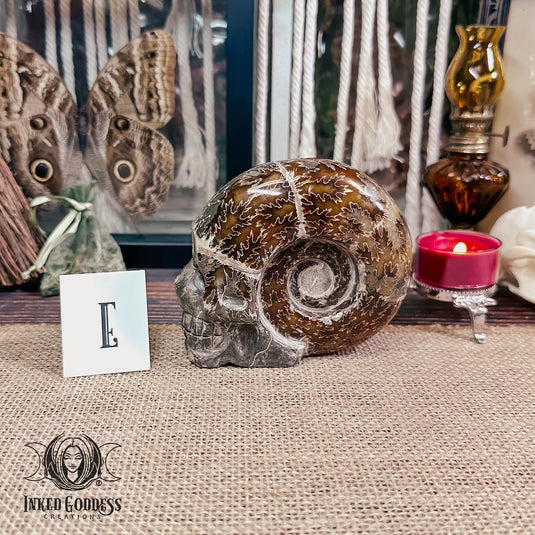 Ammonite Carved Skull for Life Path Activation